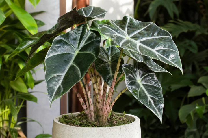 Alocasia 'Ivory Coast'