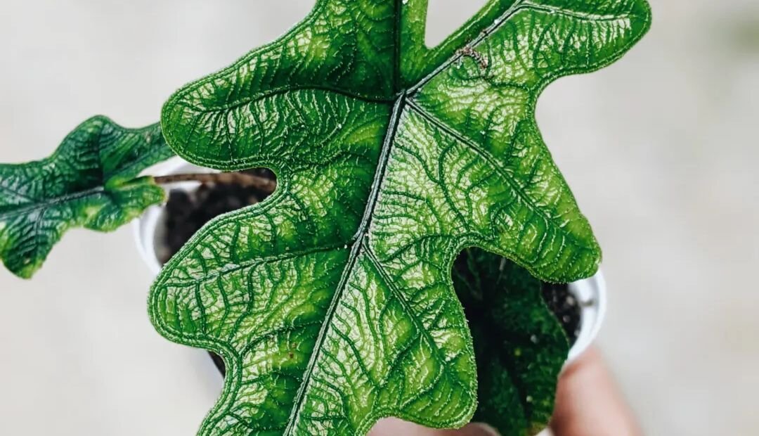 Alocasia 'Jacklyn' – fotografia rastliny