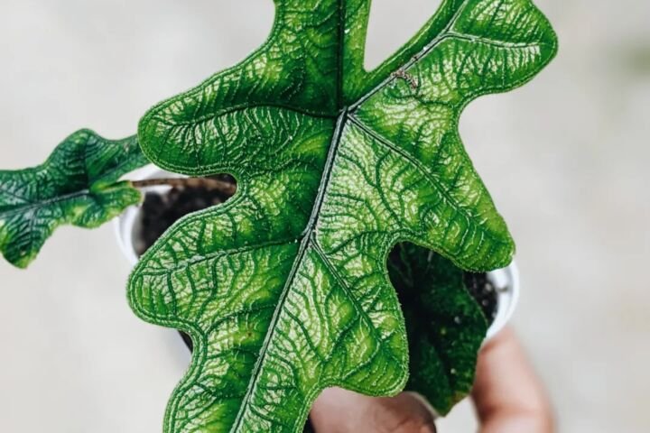 Alocasia 'Jacklyn'