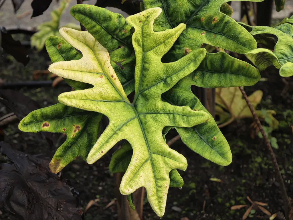Alocasia ‘Jacklyn’ (Alocasia 'Jacklyn') – characteristic appearance, plant photo