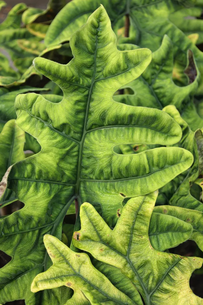 Alocasia ‘Jacklyn’ (Alocasia 'Jacklyn') – characteristic appearance, plant photo