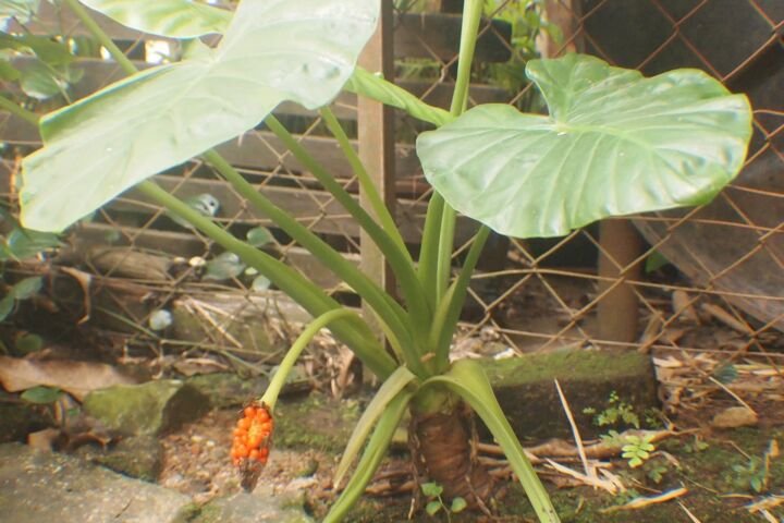 Alocasia 'Longiloba'