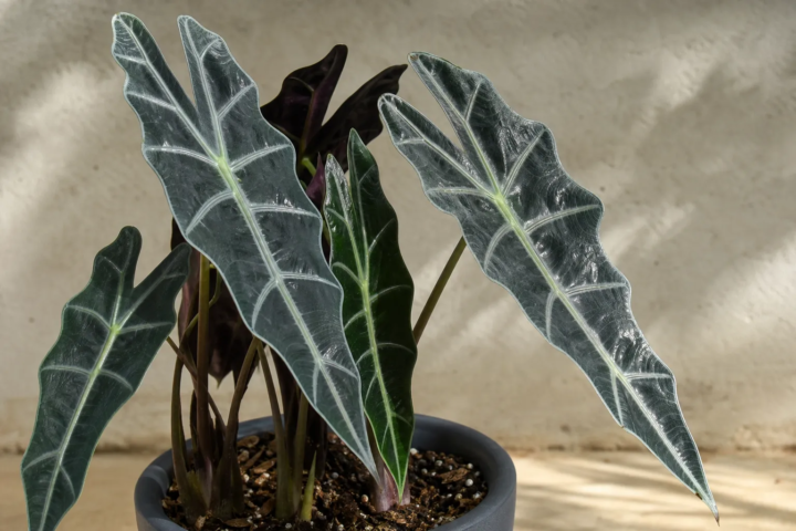 Alocasia 'Longiloba Black Satun'