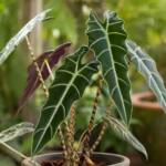 Alocasia ‘Longiloba Denudata’ (Alocasia 'Longiloba Denudata') – Pflanzenfoto