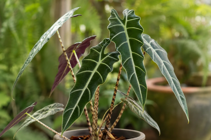 Alocasia 'Longiloba Denudata'