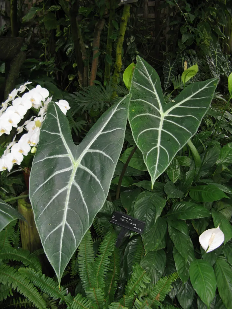 Alocasia 'Longiloba' – characteristic appearance, plant photo