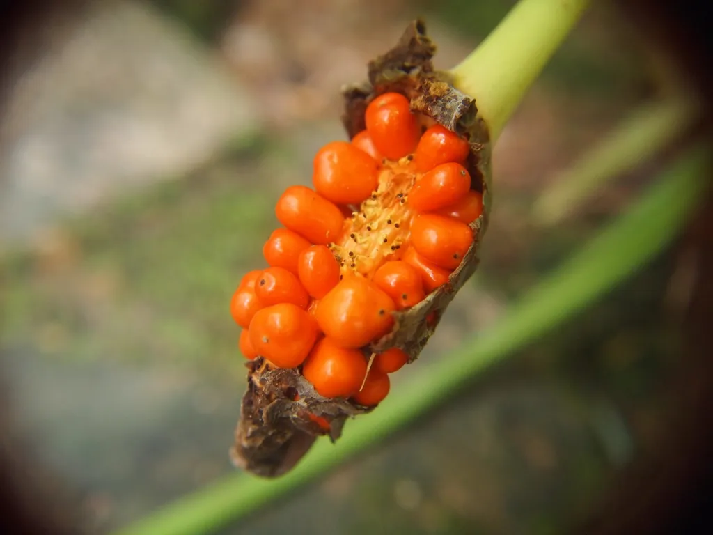 Alocasia 'Longiloba' – fruit in close-up, plant photo