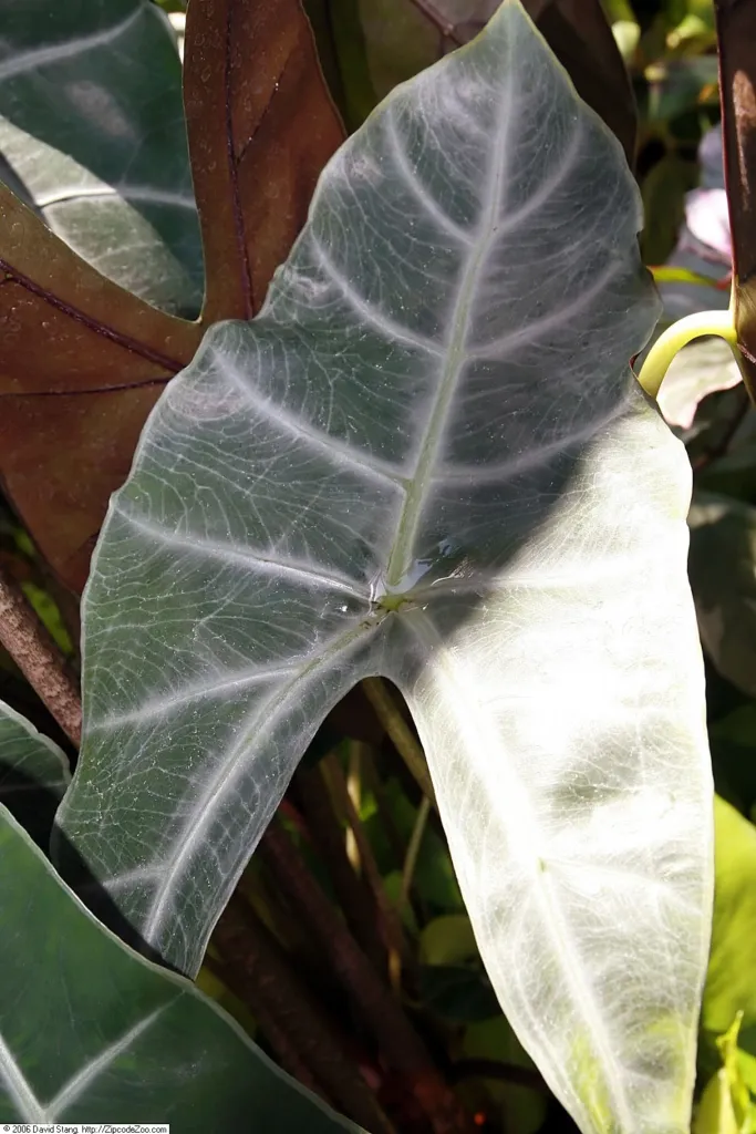Alocasia 'Longiloba' – in a garden setting, plant photo