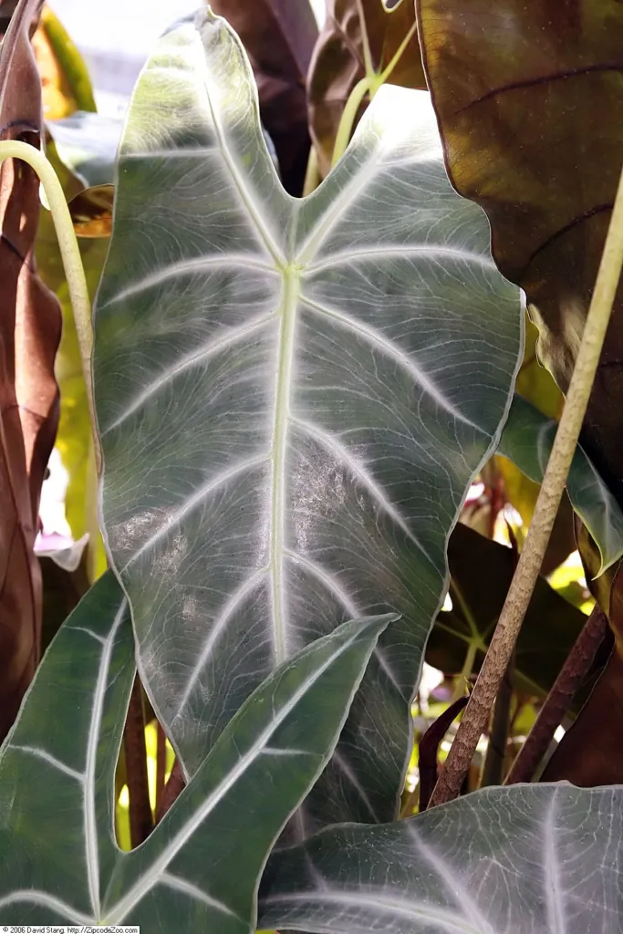 Alocasia 'Longiloba' – in a garden setting, plant photo