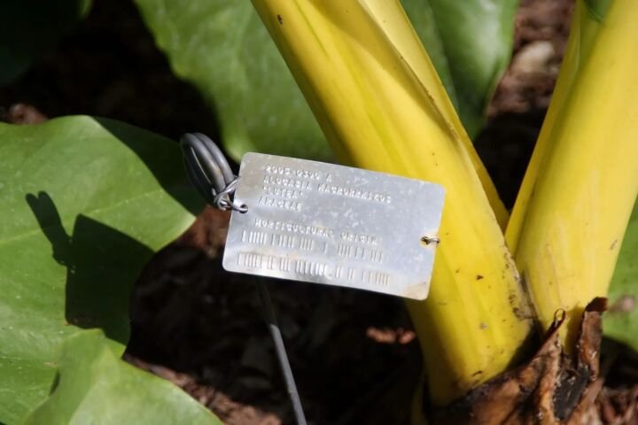 Alocasia 'Lutea'