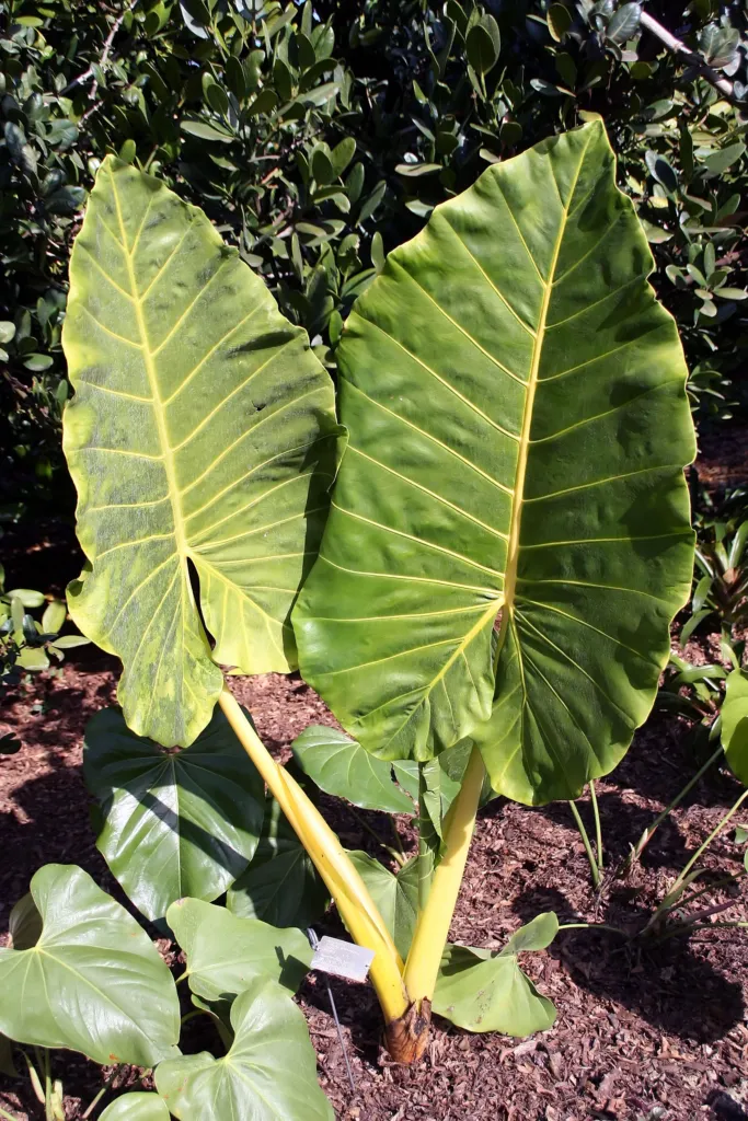 Alocasia ‘Lutea’ (Alocasia 'Lutea') – in a garden setting, plant photo