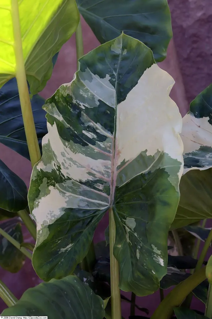 Variegata (Alocasia macrorrhiza ‘Variegata’) (Alocasia macrorrhiza 'Variegata') – in