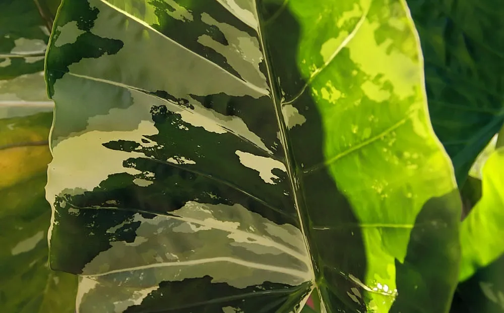 Alocasia macrorrhiza 'Variegata' – plant photo