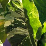 Variegata (Alocasia macrorrhiza ‘Variegata’)