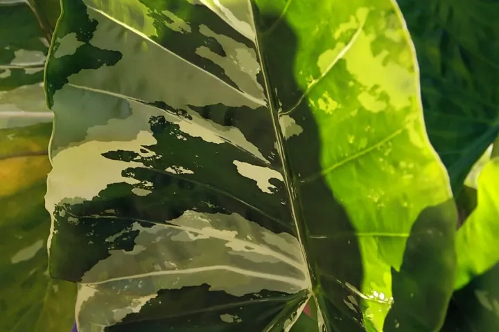 Alocasia macrorrhiza 'Variegata'