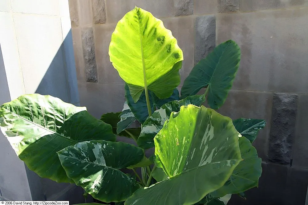 Variegata (Alocasia macrorrhiza ‘Variegata’) (Alocasia macrorrhiza 'Variegata') – in