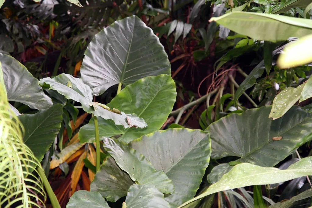 giant taro (Alocasia macrorrhizos) – in its natural habitat, plant photo