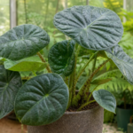 Alocasia melo – (Alocasia melo) – Pflanzenfoto