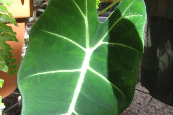 Alocasia micholitziana