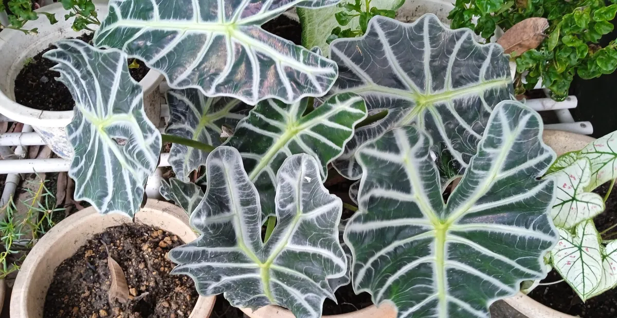 Amazonian elephant's ear (Alocasia mortfontanensis) – plant photo