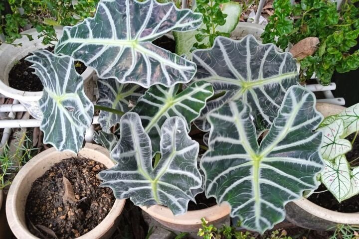 Alocasia mortfontanensis