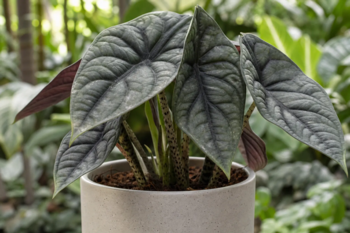 Alocasia 'Nebula'