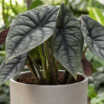 Alocasia ‘Nebula’ (Alocasia 'Nebula') – fotografia rastliny