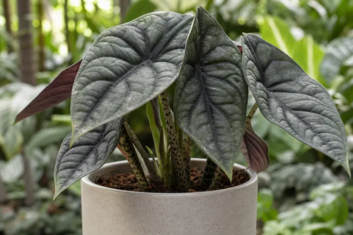 Alocasia 'Nebula'