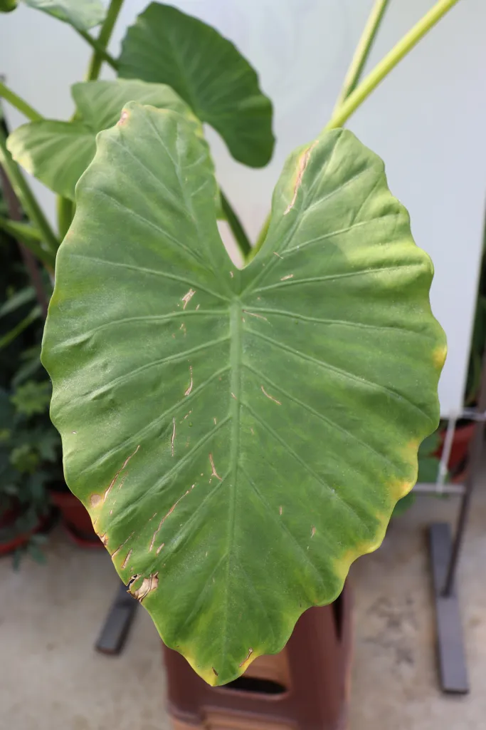 Alocasia ‘Odora’ (Alocasia 'Odora') – in a garden setting, plant photo