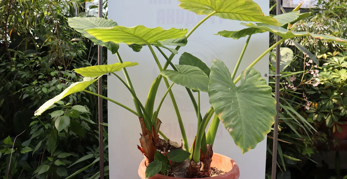 Alocasia 'Odora' – plant photo