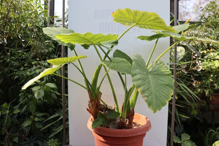Alocasia 'Odora'