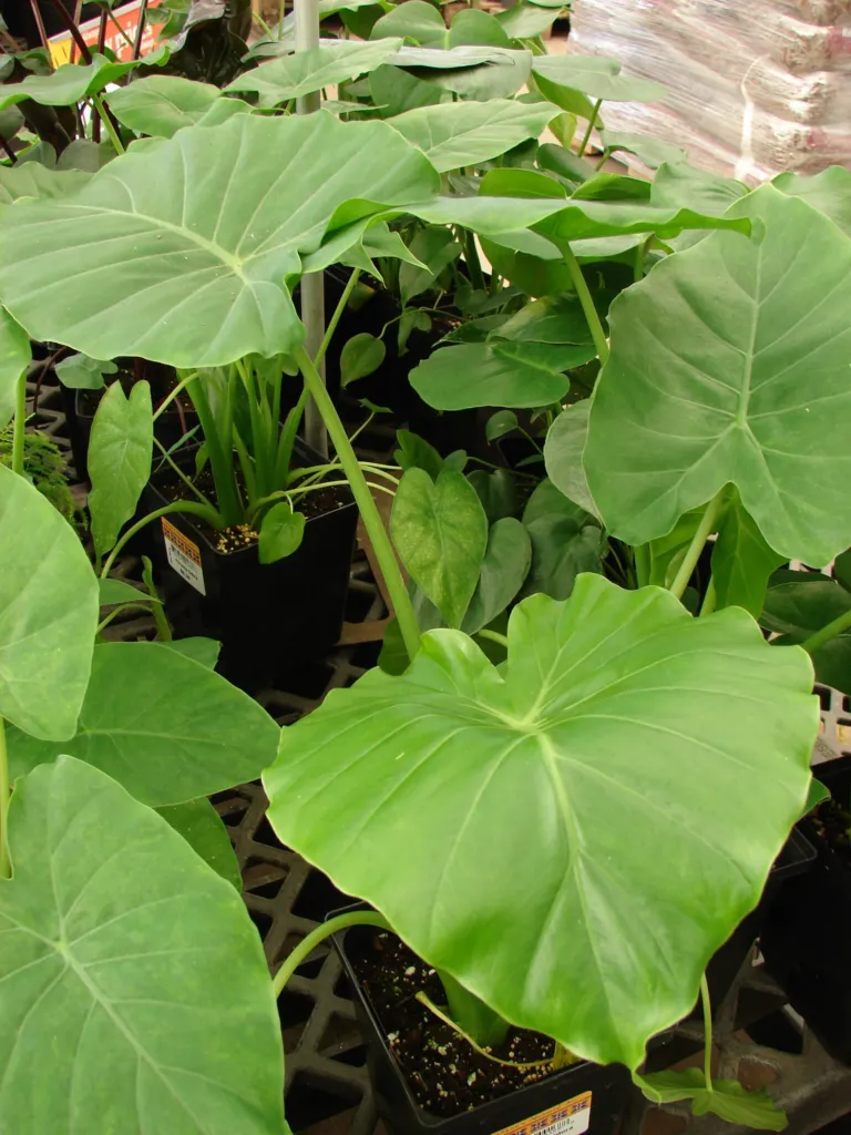 Alocasia ‘Odora’ (Alocasia 'Odora') – natural growth habit, plant photo