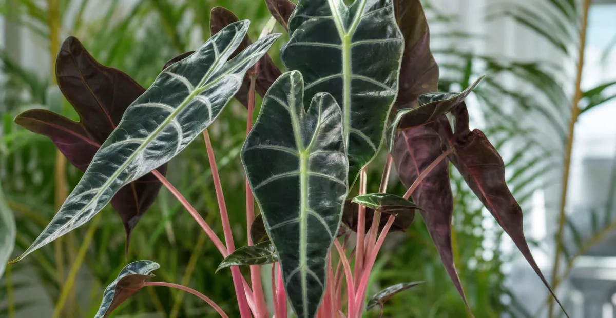 Alocasia 'Pink Dragon' – plant photo