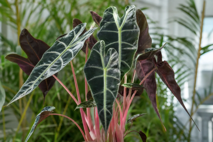 Alocasia 'Pink Dragon'