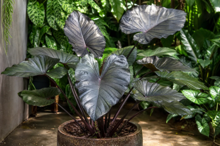 Alocasia 'Plumbea Metallica'
