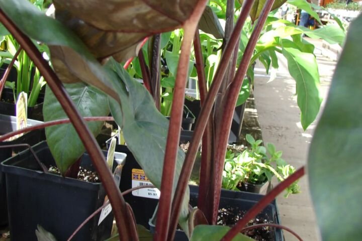 Alocasia 'Plumbea Nigra'