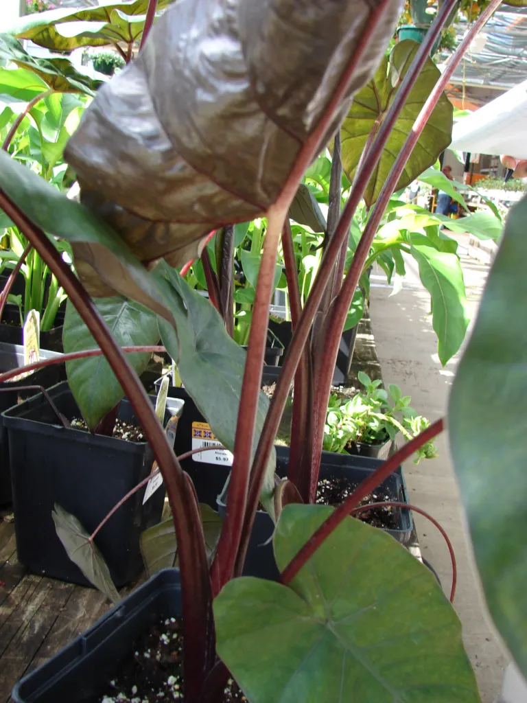 Alocasia ‘Plumbea Nigra’ (Alocasia 'Plumbea Nigra') – natural growth habit, plant photo