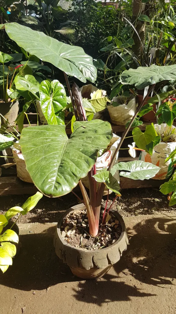 Alocasia ‘Plumbea Nigra’ (Alocasia 'Plumbea Nigra') – characteristic appearance, plant