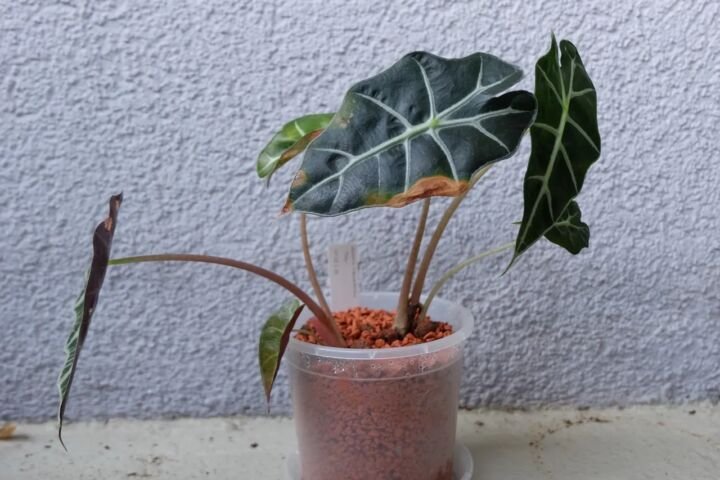 Alocasia 'Polly'