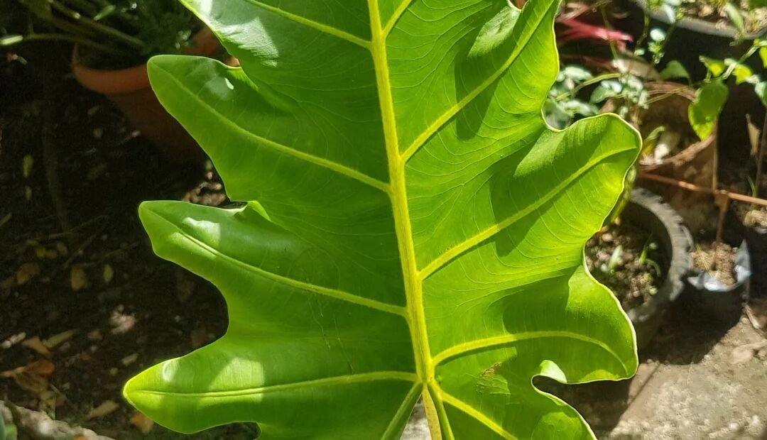 Alocasia portei – fotografia rastliny