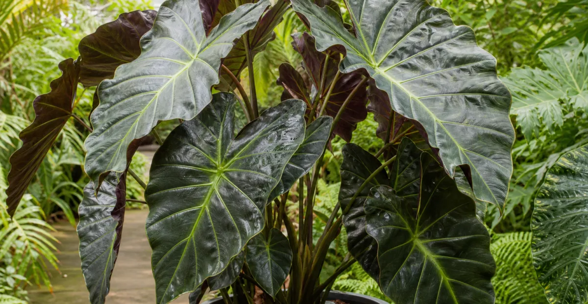 Alocasia 'Regal Shields' – plant photo