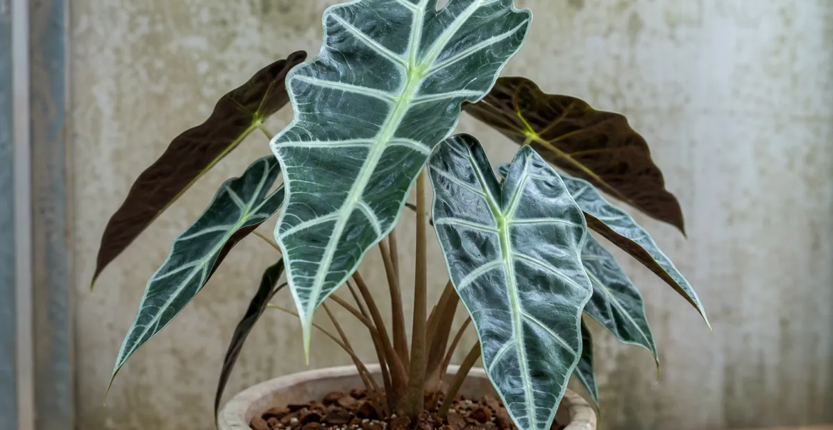 Alocasia reginae – plant photo
