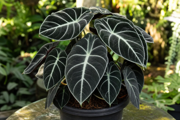 Alocasia 'Reginula Ninja'