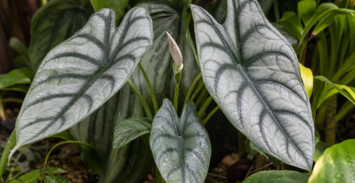 Alocasia 'Reversa' – fotografia rastliny