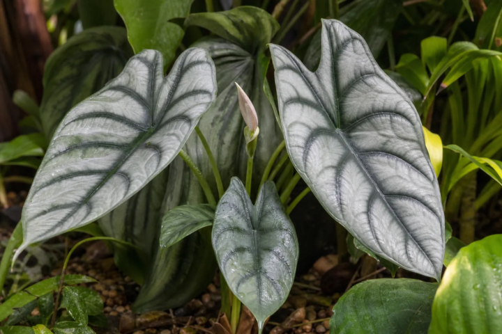 Alocasia 'Reversa'