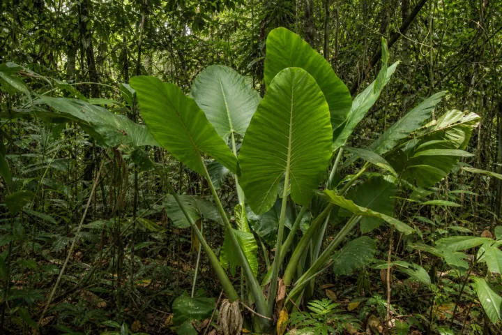 Alocasia robusta