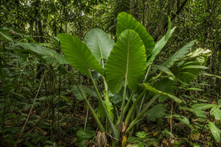 Alocasia robusta