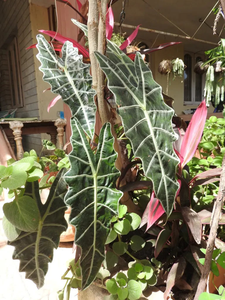 Alocasia sanderiana – (Alocasia sanderiana) – Blätter und Triebe, Pflanzenfoto