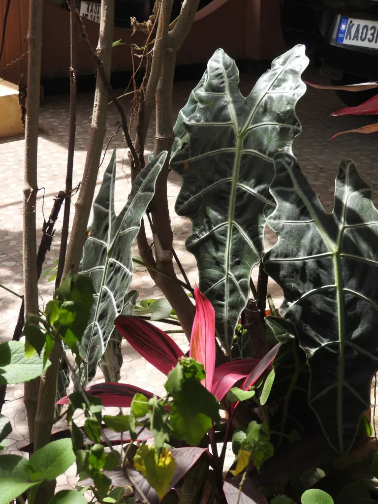 Alocasia sanderiana – (Alocasia sanderiana) – Blätter und Triebe, Pflanzenfoto