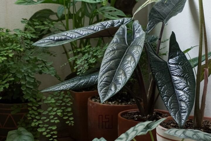 Alocasia 'Scalprum'